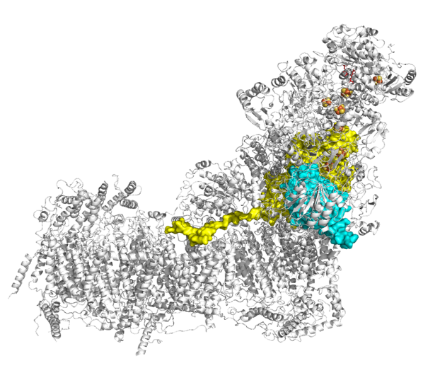 Mitochondrial targeting map 3
