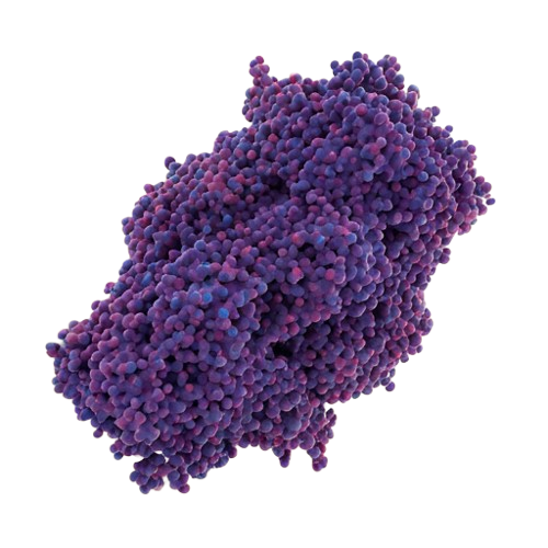 Detailed 3D Mitochondrion Diagram